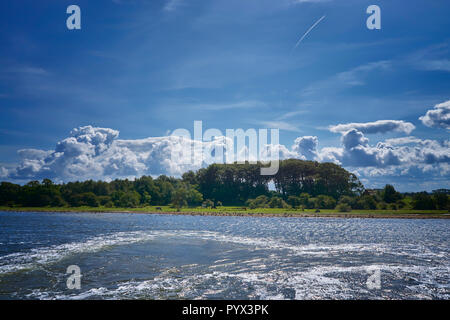 Kühe und Graugans auf einer Wiese auf einer Insel in der Ostsee. Stockfoto