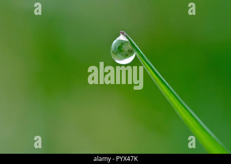 Nahaufnahme eines Dewdrop hängen von einem Grashalm mit geringer Tiefenschärfe. Stockfoto