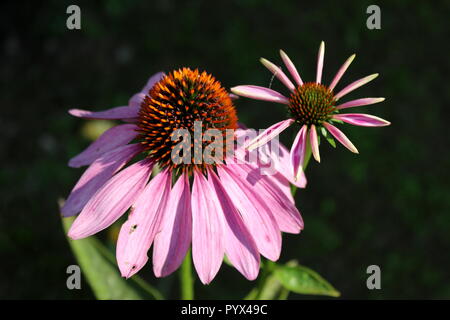 Schmale-leaved Sonnenhut oder Echinacea angustifolia oder Blacksamson echinacea zwei helle lila beständige Blumen Stockfoto