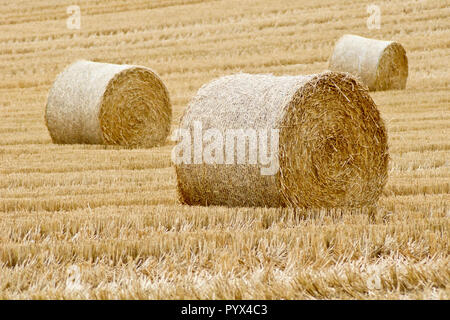 Drei Strohballen sitzen in einem kürzlich geernteten Weizenfeld, Angus, Schottland, Großbritannien. Stockfoto