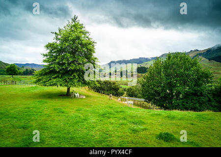 Alpakas Bauernhof in einer schönen Landschaft in Whanganui, Neuseeland Stockfoto