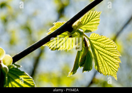 Eine Nahaufnahme neuer Haselblätter (corylus avellana), die in die Frühlingssonne treten. Stockfoto