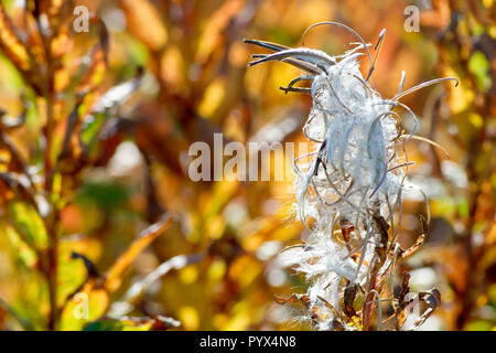 Rosebay Willowherb in Samen (Chamerion, Chamaenerion oder epilobium angustifolium), Nahaufnahme eines einzelnen rückenbeleuchteten Saatkopfes. Stockfoto