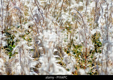 Rosebay Willowherb in Samen (Chamerion angustifolium, epilobium angustifolium oder Chamaenerion angustifolium). Stockfoto