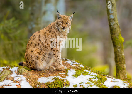 Die mittelgroßen Eurasischen Luchs (Lynx lynx) Native nach Sibirien, Mitte, Ost und Süd Asien, Nord-, Mittel- und Osteuropa. In Winte Stockfoto