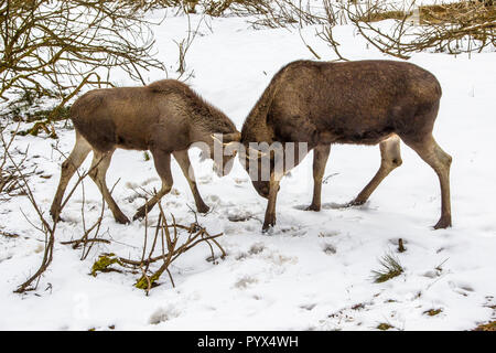 Die Elche (Nordamerika) oder Elch (Eurasien), Alces alces, ist die größte rezenten Arten in der Hirsch Familie. Mutter und Jungtiere spielen Stockfoto