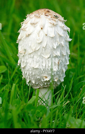 Shaggy Kappe, Shaggy Inkcap oder Anwalt Perücke (Coprinus comatus), Nahaufnahme der Fruchtkörper des Pilzes. Stockfoto