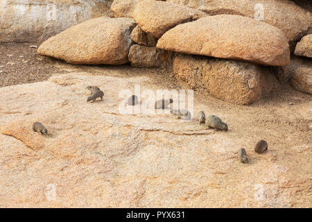 Klippschliefer (Procavia capensis), auch als Dassie, - eine Gruppe auf Felsen, Spitzkoppe, Namibia, Afrika bekannt Stockfoto