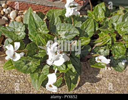 Hochgezogene Blumen von Hardy Cyclamen 'Mini-Weiß' eingebürgert in Englischer Garten Stockfoto