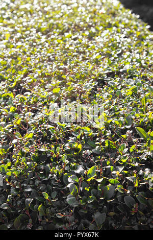 Reifen Liguster Hecke - Ligustrum ovalifolium Nahaufnahme im Herbst Sonnenschein Stockfoto