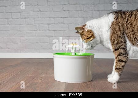 Durstig tabby Katze schauen neugierig auf ein Haustier Trinkbrunnen. Seitenansicht mit kopieren. Stockfoto