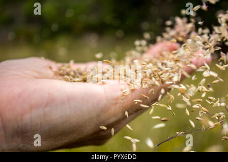 Der Wind ist die Verbreitung der Samen über ein Starten von Hand eine Reproduktion im Frühjahr Stockfoto