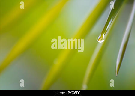 Einige Wassertropfen hängen an einem dünnen Blatt eines Palm-tree. Typische Szene der tropischen Wälder. Stockfoto