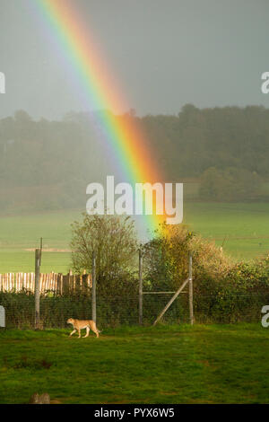 Cheetah grosse Katze namens Carl, streicht in der geparden Gehäuse auf dem nassen Tag mit Regen und Regenbogen in Longleat Safari Park, Longleat House. Wiltshire. England UK. (103) Stockfoto