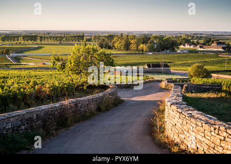 Weinberg in der Nähe von Beaune, Burgund, Frankreich, Europa. Stockfoto