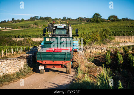 Ernte in den Weinbergen in der Nähe von Beaune, Burgund, Frankreich, Europa. Stockfoto