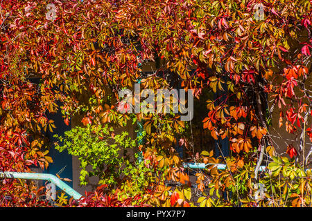 Rot, Grün und Orange Efeu Blätter im Herbst und die alten grunge Tür surround im Bauernhaus auf dem Land Stockfoto