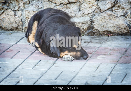 Einen heimatlosen Hund liegt und schläft auf dem Bürgersteig. Nahaufnahme Stockfoto