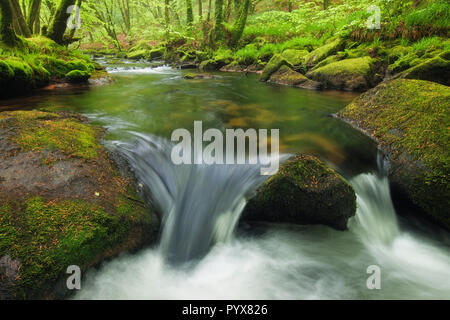 Golitha Falls, Bodmin Moor, Cornwall, England Stockfoto
