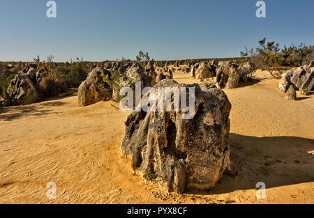 Die Spitzen der Nambung National Park sind erstaunlich natürliche Kalkstein Strukturen, einige stehen so hoch wie fünf Meter. Pinnacles entstanden approxima Stockfoto