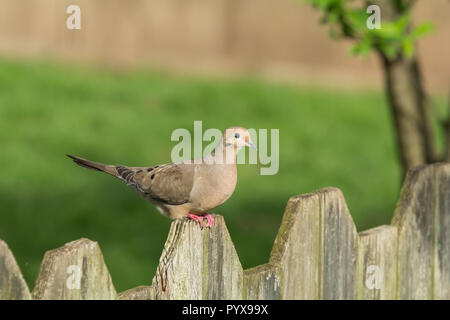 Die Taube sitzt auf einem hölzernen Zaun im Frühjahr. Stockfoto