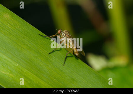 Tanz fliegen, Empis sp. - Möglicherweise Empis livida Stockfoto