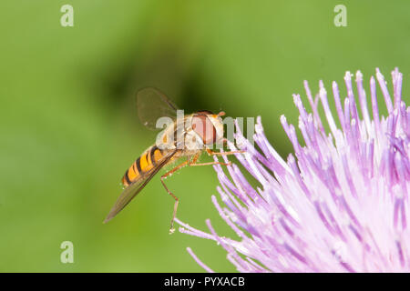 Marmalade hoverfly Männlich, Episyrphus balteatus Stockfoto