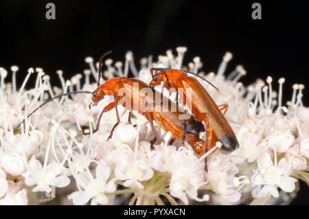 Weichkäfer Paarung Stockfoto