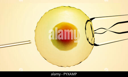 Künstliche Befruchtung, unterstützt. Befruchtete Zelle, Ovum. Künstliche Verpflanzung. Ansicht unter dem Mikroskop. Wissenschaft. 3D-Rendering Stockfoto