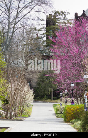 PRINCETON, New Jersey, 14. April 2017: Bäume blühen an der Princeton University im Frühjahr Stockfoto