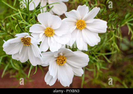 Gruppe von weißen Cosmos Sonata Blumen mit gelben Zentren vor dem Hintergrund von feathery gefiederten Blättern gesetzt. Ein Sommer blüht jährlich Stockfoto