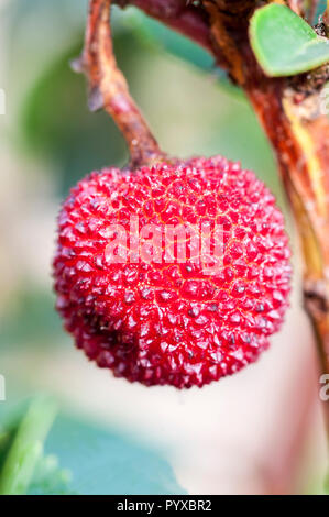 In der Nähe von Obst von Arbutus unedo oder Erdbeerbaum. Blüten erscheinen im Herbst und produziert Früchte im folgenden Herbst. Die Früchte sind essbar. Stockfoto