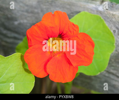 Nasturttium Cherry Rose Blüte im buschigen Trailer. Ideal für Töpfe und Behälter sowie wachsende entlang eines Zaunes. Stockfoto