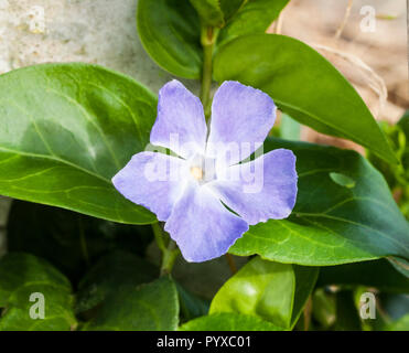 Vinca major Größer Immergrün in Nahaufnahme. immergrüner Strauch, dass Blumen von Frühling bis Herbst. Stockfoto