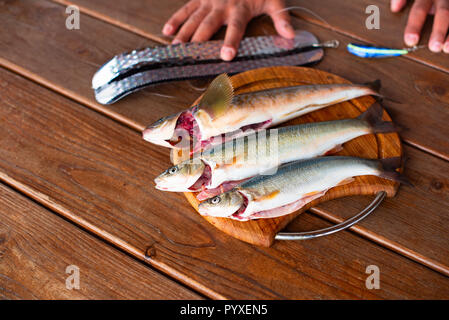 Frischen Fisch fangen liegt auf einem Schneidebrett auf einem Holztisch. Ansicht von oben kopieren Raum Stockfoto