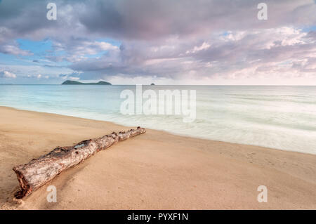 Ein paperbark Gummi log auf einer tropischen North Queensland Strand gespült. Stockfoto