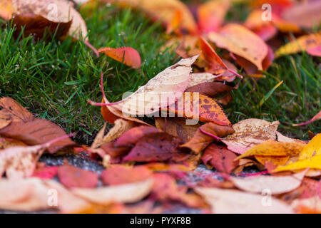 Ein paar Blätter auf dem Boden Stockfoto