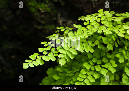 Südliche maidenhair fern, Venushår (Adiantum capillus-VENERIS) Stockfoto