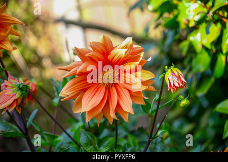 Die orange Blütenblätter einer Blume "Jescot Julie" Dahlie Stockfoto