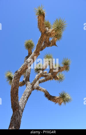 Joshua Tree in Joshua Tree National Park 2018 Stockfoto