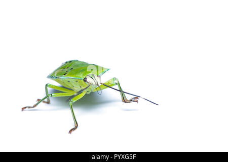 Grüne stinken Bug auf weißem Hintergrund Stockfoto