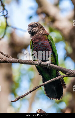 Northern hawk - Kopf Papagei (deroptyus accipitrinus accipitrinus), Zoo von San Diego, Kalifornien. Stockfoto