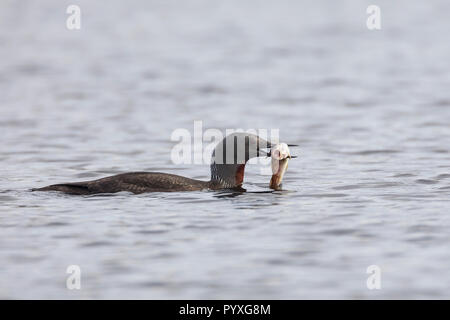 Sterntaucher, Stern-Taucher, mit Fisch, fischchen als Beute, Prachtkleid, Gavia stellata, red-throated Diver, red-throated Loon, Le Plongeon catmarin, Stockfoto