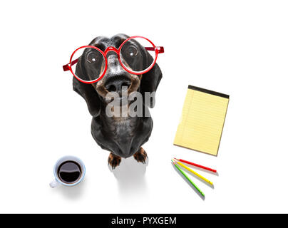Wurst dackel Büroangestellter Geschäftsmann Hund mit Telefon, Telefon Notizblock, Bleistift, auf weißem Hintergrund Stockfoto