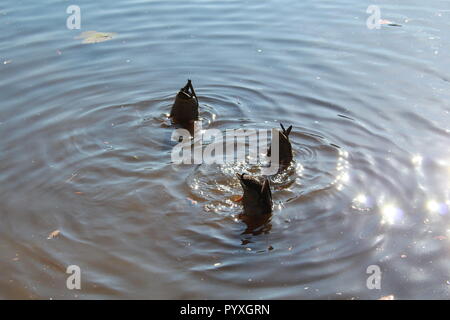 Drei Stockenten mit ihren Bottoms up im Wasser Stockfoto