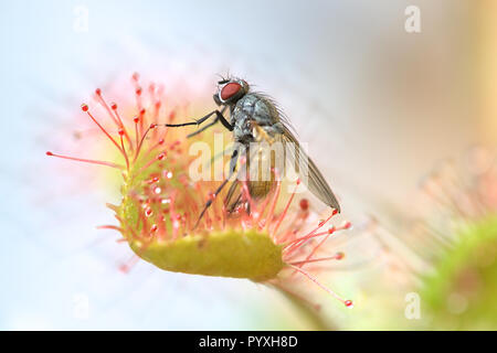 Sonnentau (Drosera rotundifolia) Ernährung auf einer Fliege (Thricops semicinereus) Stockfoto