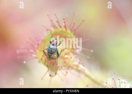 Sonnentau, Drosera rotundifolia, Fütterung auf einer Fliege, Thricops semicinereus Stockfoto