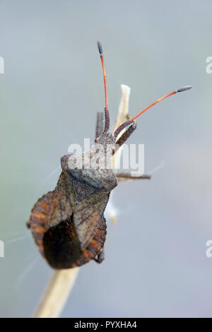 Dock bug, Coreus marginatus Stockfoto