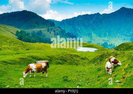 Kühe grasen in der Nähe von Casera Losa in der Giulian Alpen, Ovaro, Udine, Friaul-Julisch-Venetien, Italien Stockfoto