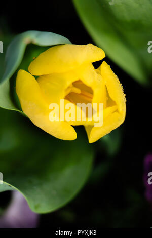 Gelbe Tulpe mit Wasser dropets Stockfoto